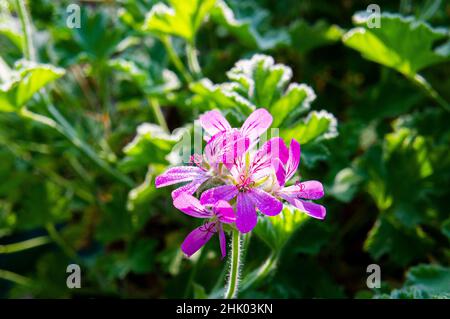 Pelargonium 'Attar der Rosen', Geranie, Blume, Tau, Pruhonice, Tschechische Republik, 13. September 2021. (CTK Photo/Libor Sojka) Stockfoto