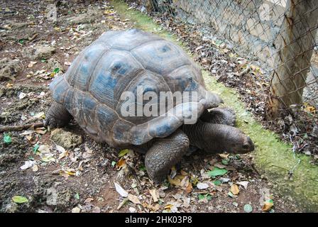 Aldabra Riesenschildkröte oder Aldabrachelys gigantea, Teil einer kleinen Kolonie, die auf Changuu Island besucht werden kann. Stone City, Sansibar, Tansania Stockfoto