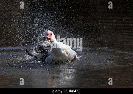 Die Ente auf dem Teich wird gewaschen. Sie sprüht Wasser um sie herum, ihr Schnabel ist offen. Stockfoto