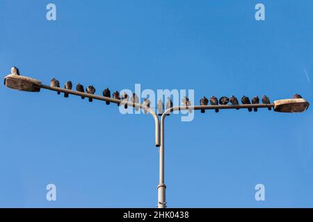 Columba - Tauben sitzen auf einer Straßenlampe in einer Reihe nebeneinander. Als Hintergrund ist ein blauer Himmel ohne Wolken Stockfoto