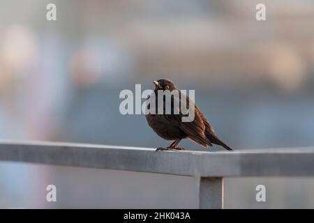 Blackbird - Turdus merula auf einer Metallschiene sitzend. Es gibt ein schönes Bokeh im Hintergrund Stockfoto