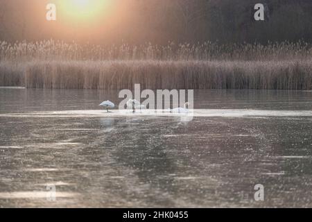 Drei Schwäne auf einem gefrorenen Teich bei Sonnenuntergang Stockfoto
