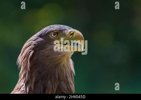 Ein Porträt eines Steinadlers von der Seite, der einen ajaren Schnabel auf einem grünen Hintergrund hat Stockfoto