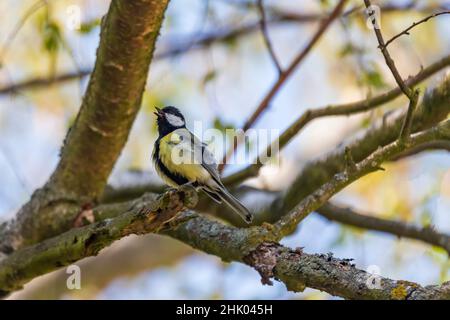 Parus Major sitzt im Winter auf einem Busch Stockfoto