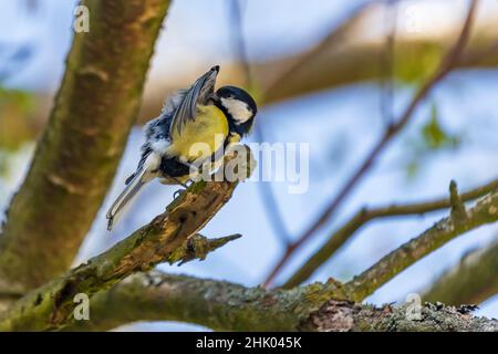 Parus Major sitzt im Winter auf einem Busch Stockfoto