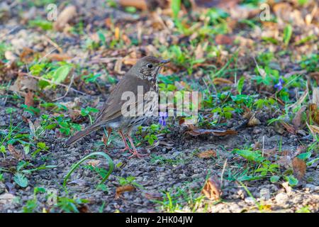 Amsel - Turdus merula steht auf einer Wiese. Das Weibchen ist gesprenkelt. Stockfoto