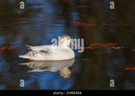 Schöne weiße Ente schwimmt auf dem Wasser. Ihr Bild spiegelt sich im Wasser wider. Stockfoto