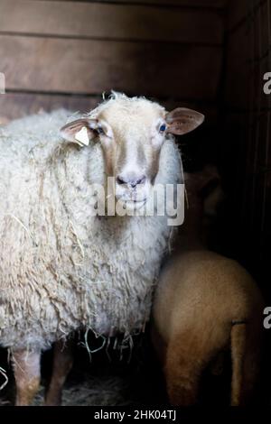 Schaffamilie mit Baby Lamm in Scheune auf kleinen ländlichen Bauernhof in Pennsylvania, USA Stockfoto