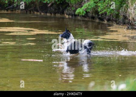 Schwarz-weißer Hund holt einen Stock aus dem Wasser. Wassertropfen fliegen um ihn herum. Stockfoto