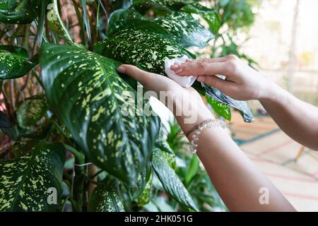 Frau Gärtner Hände wischen Staub von Zimmerpflanzen Blätter, kümmert sich um Pflanze dieffenbachia. Hobby Stockfoto