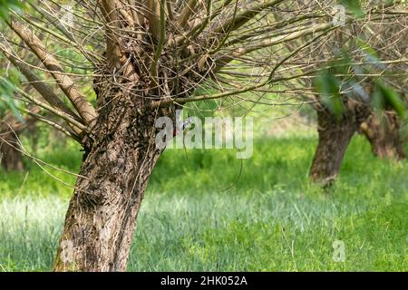 Dendrocopos Major - Gefleckter Specht, der auf einer Weide auf einer Wiese sitzt. Stockfoto