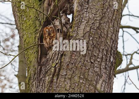 Schöne kleine Eule kleine Eule - Strix aluco sitzt in einem ausgehöhlten Baumstamm. Stockfoto