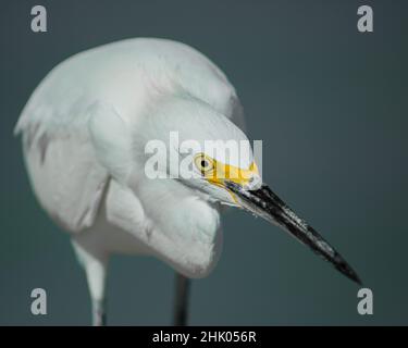Heron blickt auf die Kamera Stockfoto