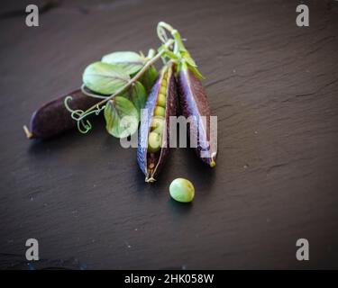 Heritage lila podded Erbsen mit Blättern und Ranken auf Nieten Schiefer Arbeitsfläche Stockfoto