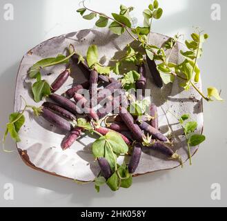 Heritage lila podierten Erbsen auf einem handgefertigten cremefarbenen glasierten Teller in natürlichem Licht warten auf geschält werden Stockfoto