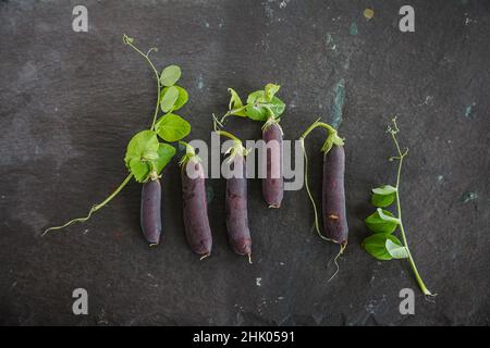 Heritage lila podded Erbsen mit Blättern und Ranken auf Nieten Schiefer Arbeitsfläche Stockfoto