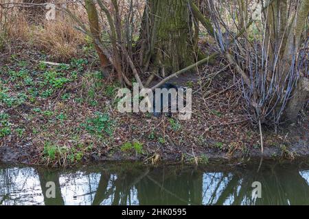 Toter schwarzer Vogel Kormoran am Ufer eines Wasserkanals im Wald unter einem Baum. Stockfoto