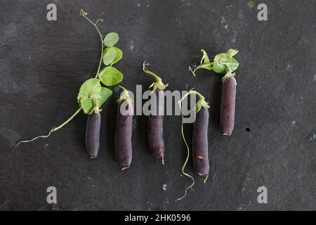 Heritage lila podded Erbsen mit Blättern und Ranken auf Nieten Schiefer Arbeitsfläche Stockfoto