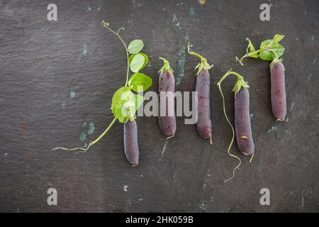 Heritage lila podded Erbsen mit Blättern und Ranken auf Nieten Schiefer Arbeitsfläche Stockfoto