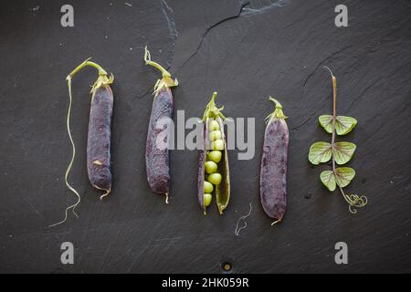 Frische Erbsen mit violetten Schoten auf der Arbeitsfläche aus Nietschiefer Stockfoto