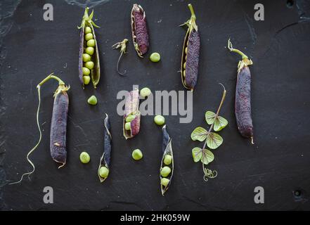 Frische Erbsen mit violetten Schoten auf der Arbeitsfläche aus Nietschiefer Stockfoto