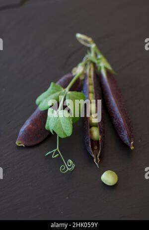 Heritage lila podded Erbsen mit Blättern und Ranken auf Nieten Schiefer Arbeitsfläche Stockfoto