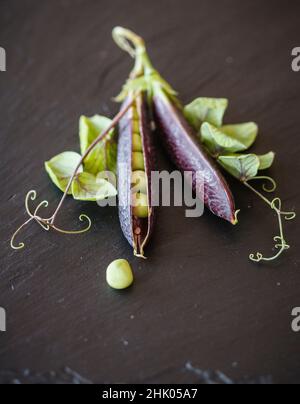 Frische Erbsen mit violetten Schoten auf der Arbeitsfläche aus Nietschiefer Stockfoto