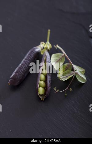 Frische Erbsen mit violetten Schoten auf der Arbeitsfläche aus Nietschiefer Stockfoto