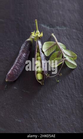 Heritage lila podded Erbsen mit Blättern und Ranken auf Nieten Schiefer Arbeitsfläche Stockfoto