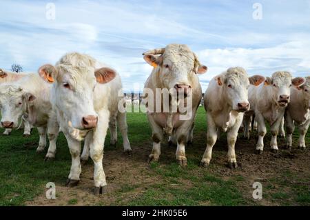 Eine Herde von Charolais Kühen mit Stier auf einem Feld, auf dem Land. Stockfoto