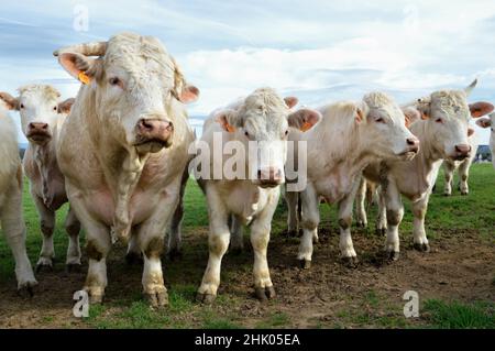 Eine Herde von Charolais Kühen mit Stier auf einem Feld, auf dem Land. Stockfoto