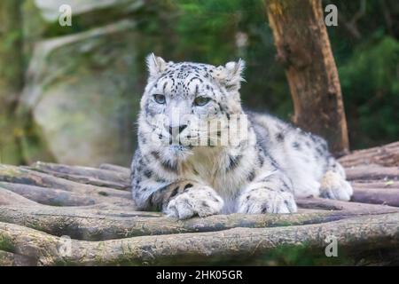 Panthera uncia - Leopard auf dem Berg ruht im Zoo auf einer hölzernen Landung. Stockfoto