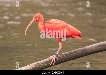 Eudocimus ruber-Red Ibis geht auf einem Baumstamm über dem Wasser. Stockfoto