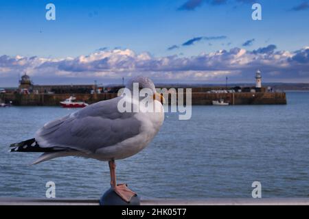 St. Ives Seagull mit Leuchtturm im Hintergrund Stockfoto