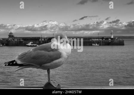 St. Ives Seagull mit Leuchtturm im Hintergrund Stockfoto