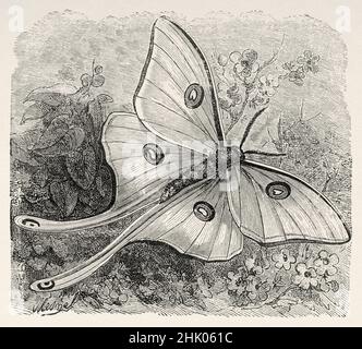 Luna Moth ACTIAS luna. Alte, 19th. Jahrhundert gravierte Illustration von vier Monaten in Florida von Achille Poussielgue, Le Tour du Monde 1870 Stockfoto