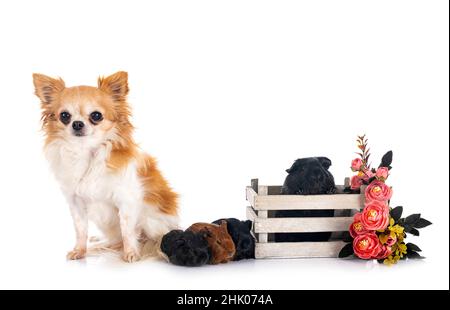 guinea-Schweine und chihuahua vor weißem Hintergrund Stockfoto