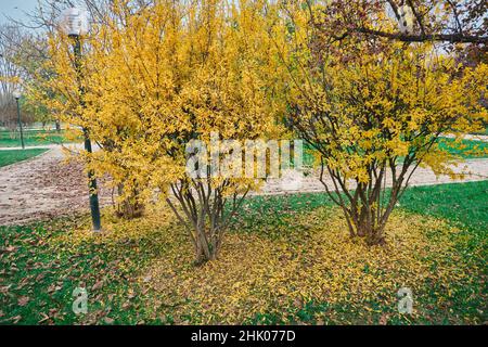 Getrocknetes Blatt, zwei Bäume und gelb getrocknete Blätter auf dem Boden und beim Baum im botanischen Park bursa. Stockfoto