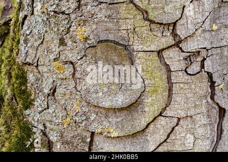 Schöne Kreise in trockener Rinde einer alten Buche Stockfoto