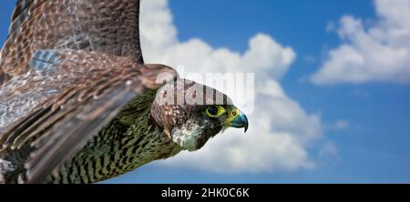 Wanderfalke (Falco peregrinus) Nahaufnahme des Weibchens im Flug gegen den blauen Himmel mit weißen Wolken. Digitales Composite Stockfoto