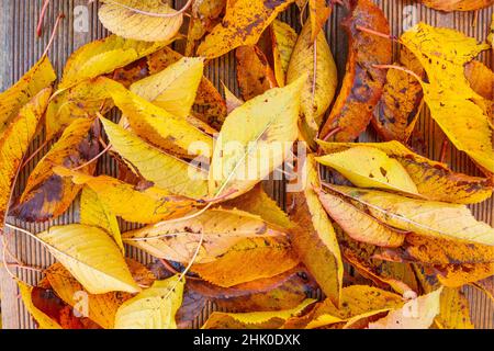 Nahaufnahme einer Holzbank mit vielen farbigen Herbstblättern Stockfoto