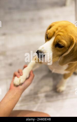 Hund gibt menschliche Pfote. Freundschaft zwischen Mensch und Hund Stockfoto