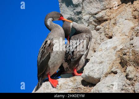 Kormoran mit roten Beinen, Kormoran von Gaimard, Patagonien Stockfoto