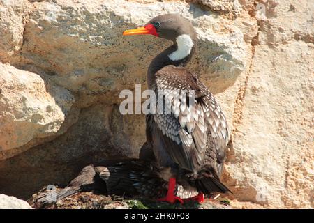 Kormoran mit roten Beinen, Kormoran von Gaimard, Patagonien Stockfoto