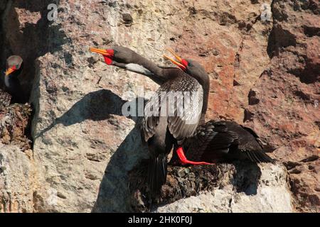 Kormoran mit roten Beinen, Kormoran von Gaimard, Patagonien Stockfoto