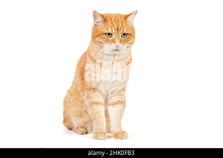 Porträt einer großen roten Katze, isoliert auf weißem Hintergrund Stockfoto