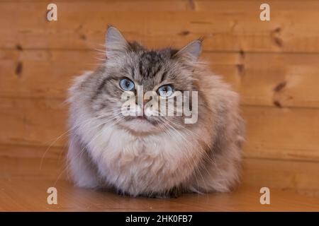 Schöne graue Katze mit langen Haaren und blauen Augen gegen eine Holzwand. Stockfoto