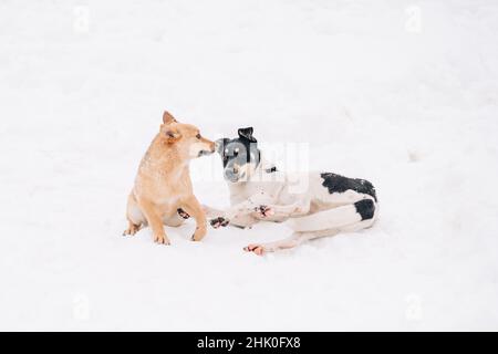 Zwei streunende Mehrzüchter spielen auf einem weißen Schnee im Winterpark. Haustiere. Stockfoto