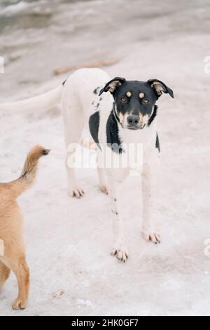 Zwei streunende Mehrzüchter spielen auf einem weißen Schnee im Winterpark. Haustiere. Stockfoto