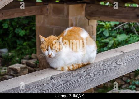 Die wunderschöne Feral-Katze schläft auf einem Holzbalken aus einem unfertigen Haus auf der Insel Monemvasia, Griechenland. Stockfoto